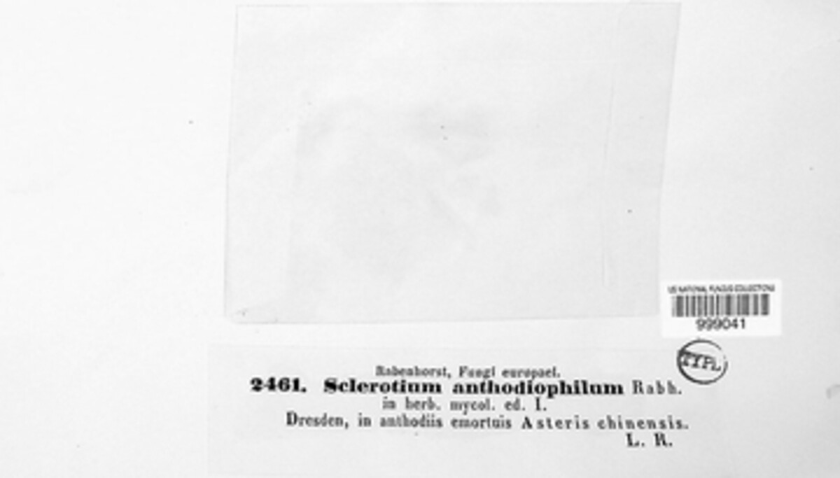 Sclerotium anthodiophilum image